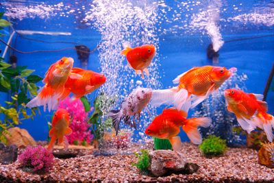 goldfish-fish-tank-26914846.jpg
