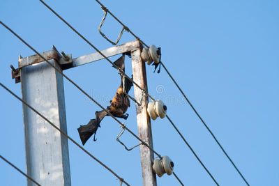 electrocuted-dead-fruit-bat-stuck-live-wires-electrocuted-dead-fruit-bat-stuck-live-electricity-wires-150342147.jpg
